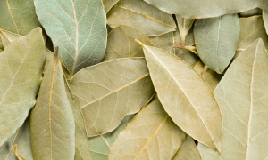 HOJA DE LAUREL